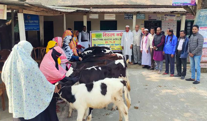 বাছুর বিতরণের ফটোসেশন, প্রকল্পের অর্থ আত্মসাৎ অপচেষ্টার অভিযোগ