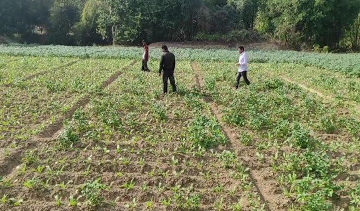 খাগড়াছড়িতে নিম্নমানের আলুর বীজে ক্ষতিগ্রস্ত কৃষক