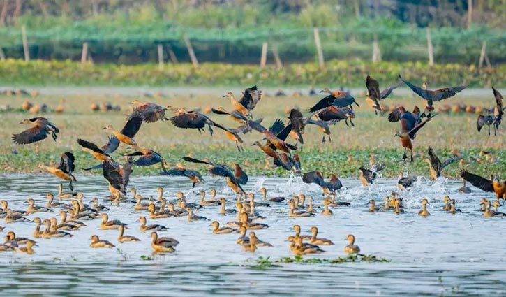 অতিথি পাখির আগমনে মুখরিত ময়নাদ্বীপ, বিচরণ নিশ্চিতে জমির লিজ বাতিল