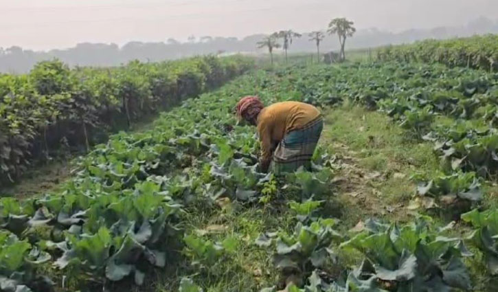 শীতকালীন সবজিতে ধামরাইয়ের কৃষকদের মুখে হাসি