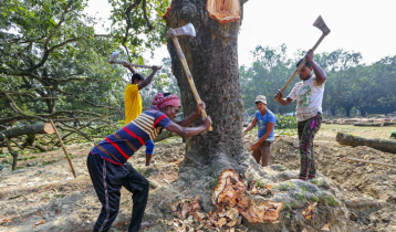 Trees cannot be cut down sans permission: HC