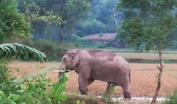 Farmer killed in elephant attack in Cox`s Bazar