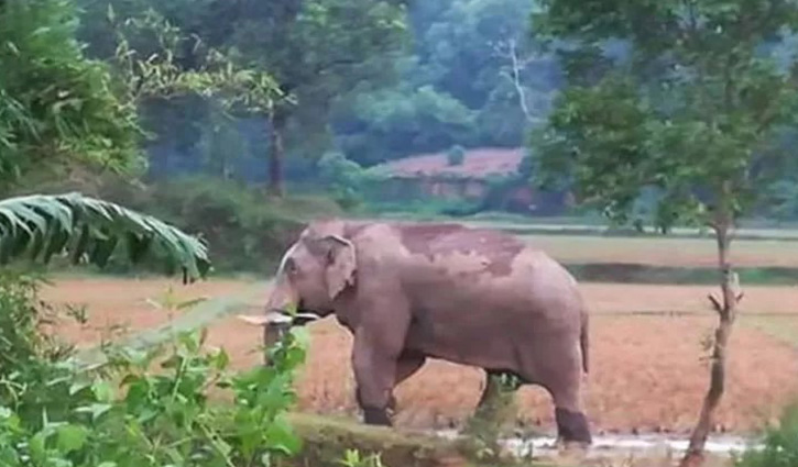 Farmer killed in elephant attack in Cox`s Bazar