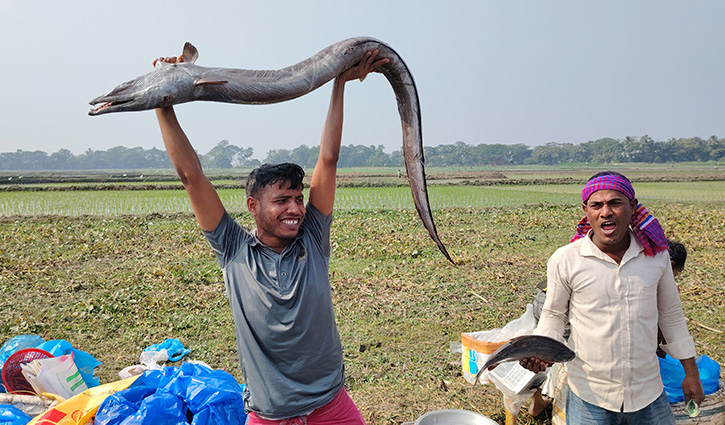 জামাই–শ্বশুরের বড় মাছ কেনার প্রতিযোগিতা 