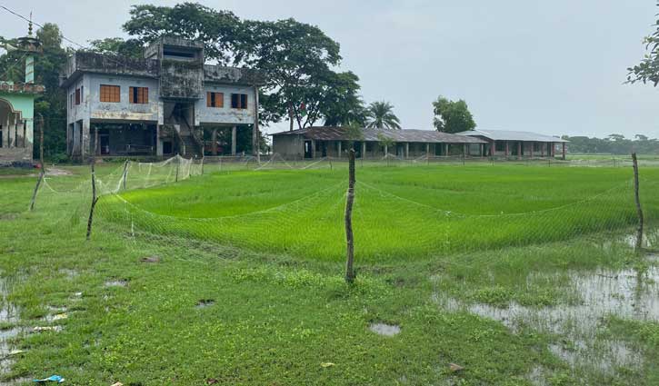 মাদ্রাসার মাঠ দখল করে ইউপি সদস্যের বীজতলা