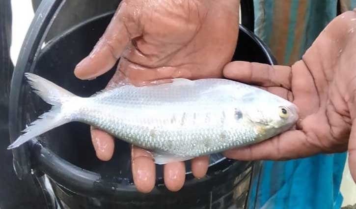 পুকুরে মিলল ইলিশ 