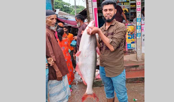 নদীতে বড়শিতে ধরা পড়ল ১১ কেজির পাঙ্গাশ