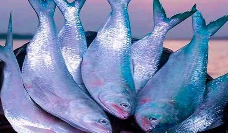 ভরা মৌসুমেও মেঘনায় ইলিশ মিলছে না, দাম চড়া 