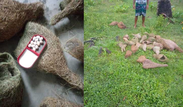 বিনষ্ট করা বাবুই পাখির বাসা প্রতিস্থাপন 