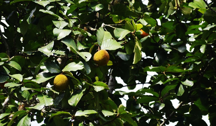 হারিয়ে যাচ্ছে পুষ্টি গুণে সমৃদ্ধ ঔষধি ফল ডেউয়া