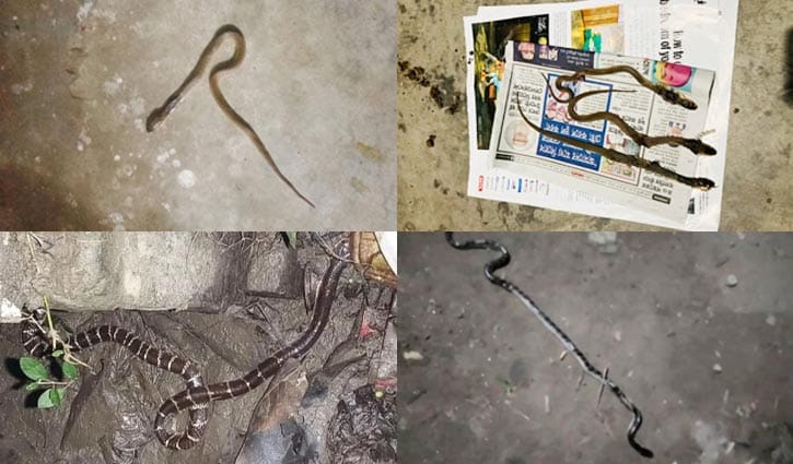 ইবিতে বেড়েছে সাপের উপদ্রব, আতঙ্কে শিক্ষক-শিক্ষার্থীরা