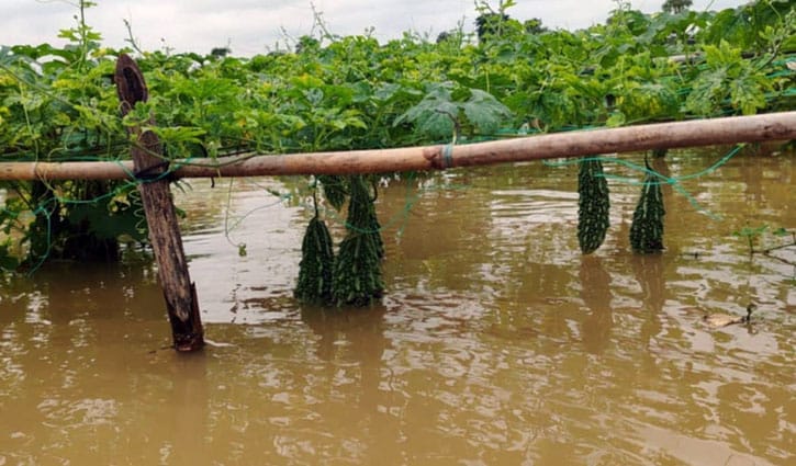 টানা বৃষ্টি, ফসল তলিয়ে গেছে গোমতীর চরে