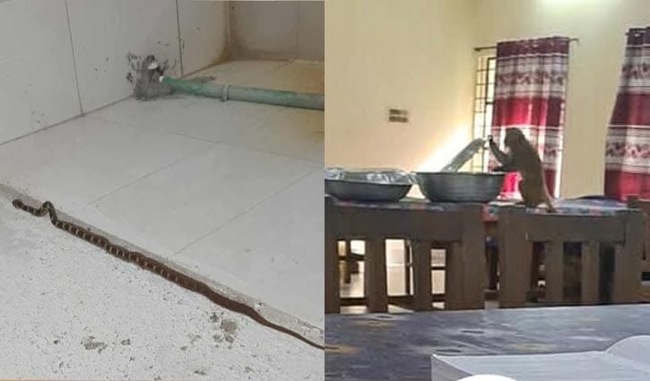 বানরের আক্রমণ ও সাপ আতঙ্কে দিশেহারা সিকৃবি ছাত্রীরা