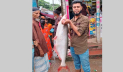 নদীতে বড়শিতে ধরা পড়ল ১১ কেজির পাঙ্গাশ