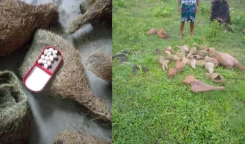 বিনষ্ট করা বাবুই পাখির বাসা প্রতিস্থাপন 