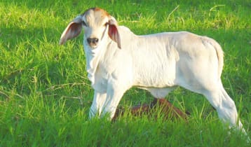 গবাদিপশুর ক্ষুরা রোগ: প্রতিকার ও প্রতিরোধই সর্বোত্তম পন্থা