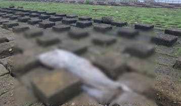 সৈকতে ভেসে এল দুই মৃত ডলফিন