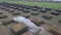 সৈকতে ভেসে এল দুই মৃত ডলফিন