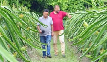 আধুনিক পদ্ধতিতে ড্রাগন চাষে তাক লাগলেন মাসুম