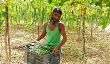 চিচিঙ্গা চাষে সফল কৃষক নুরুল