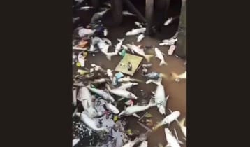 মরে ভেসে উঠল পুকুর ভর্তি মাছ