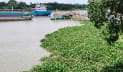শীতলক্ষ্যায় কচুরিপানা থেকে মানব কঙ্কাল উদ্ধার