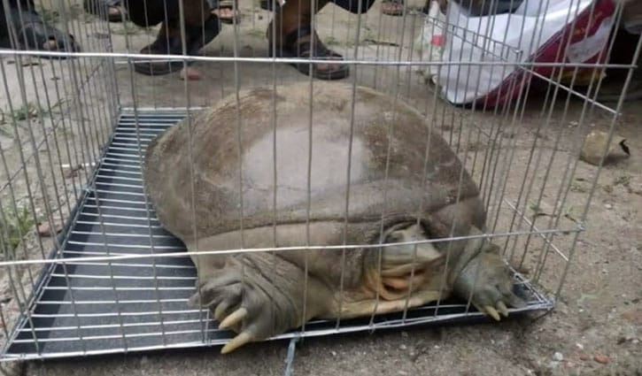 কুলিক নদীতে পাওয়া বিপন্ন প্রজাতির কচ্ছপ উদ্ধার