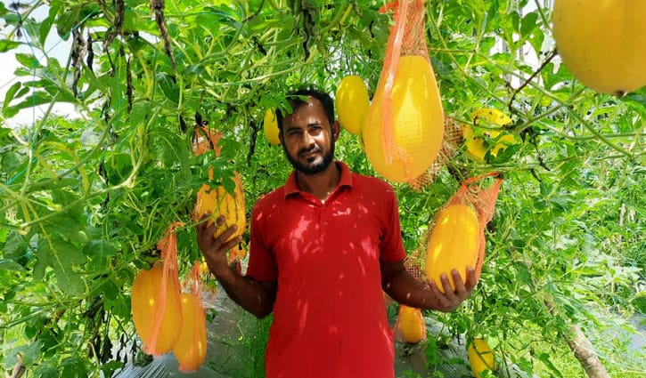 মাচায় ঝুলছে হলুদ-সবুজ রসালো তরমুজ মাচায় ঝুলছে হলুদ-সবুজ রসালো তরমুজ