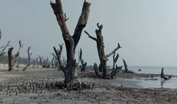 Climate change erodes Kuakata’s coastal green belt, threatening biodiversity