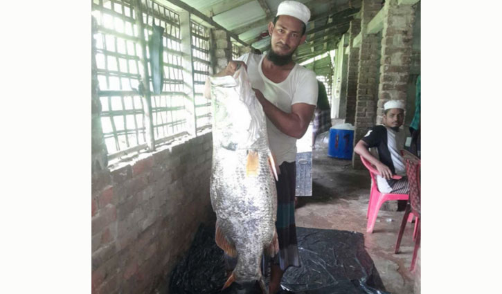 নাফ নদে বড়শিতে ধরা পড়ল ২৫ কেজির কোরাল