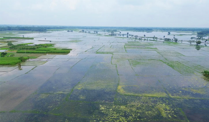 ঝিনাইদহে তিন গ্রামের আবাদি জমি পানির নিচে, দুর্ভোগে চাষীরা