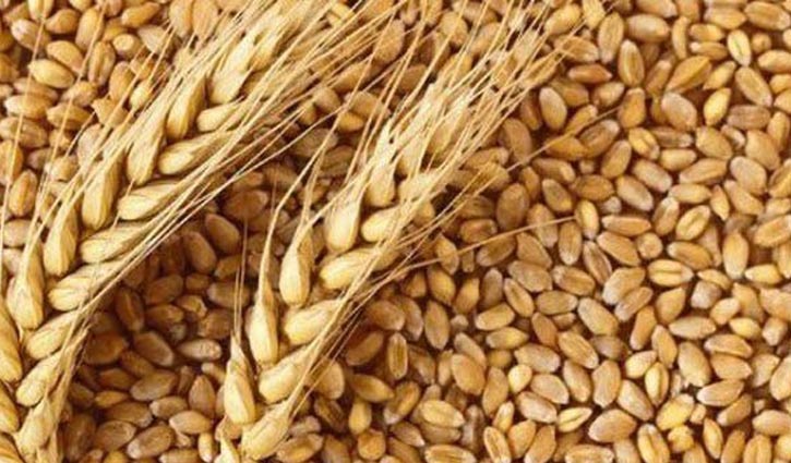 বাণিজ্য ঘাটতি কমাতে যুক্তরাষ্ট্র থেকে গম কিনবে সরকার  