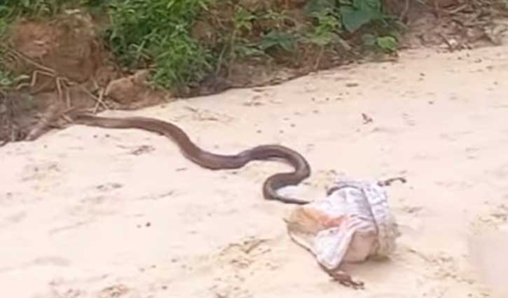 সাতছড়ি উদ্যানে কিং কোবরা সাপ অবমুক্ত সাতছড়ি উদ্যানে কিং কোবরা সাপ অবমুক্ত