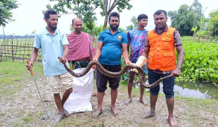 সুন্দরবন সংলগ্ন লোকালয় থেকে অজগর উদ্ধার সুন্দরবন সংলগ্ন লোকালয় থেকে অজগর উদ্ধার
