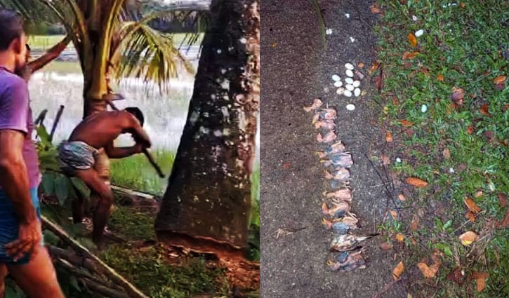 তালগাছ কেটে শতাধিক বাবুই পাখির ছানা হত্যায় ২ মামলা