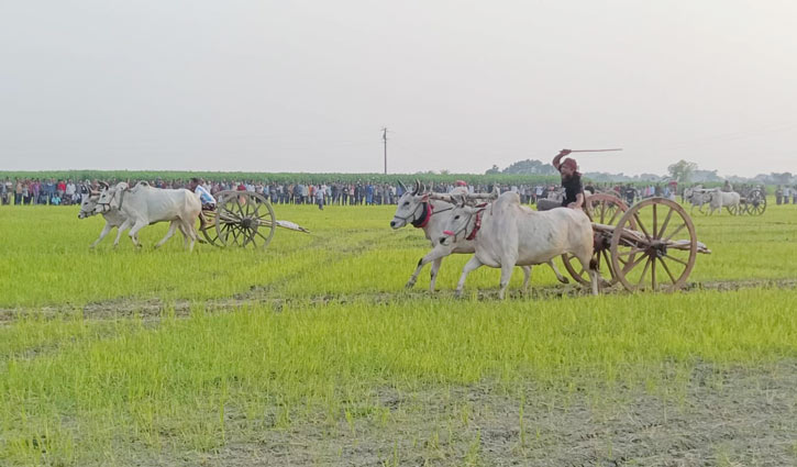 গরুর গাড়ির দৌড় প্রতিযোগিতাকে ঘিরে মেতে উঠেছিল ‘জাগুসা’ গরুর গাড়ির দৌড় প্রতিযোগিতাকে ঘিরে মেতে উঠেছিল ‘জাগুসা’