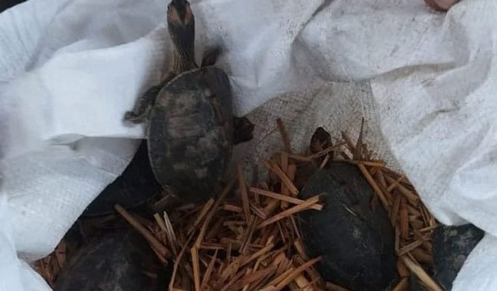 ক্রেতা সেজে র্যাবের অভিযান, ৬৭টি কড়িকাইট্টা কচ্ছপ উদ্ধার ক্রেতা সেজে র্যাবের অভিযান, ৬৭টি কড়িকাইট্টা কচ্ছপ উদ্ধার