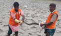 খুলনায় উদ্ধারকৃত অজগর সুন্দরবনে অবমুক্ত