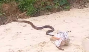 সাতছড়ি উদ্যানে কিং কোবরা সাপ অবমুক্ত