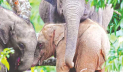 রাঙামাটির পাহাড়ে গোলাপি হাতি: ‘বিরল হলেও অস্বাভাবিক নয়’