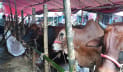 ভিড় বেড়েছে রাজধানীর পশুর হাটে