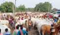 চাঁপাইনবাবগঞ্জে কোরবানিতে ৯০০ কোটি টাকার পশু বাণিজ্য