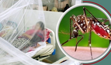 চাঁপাইনবাবগঞ্জে চোখ রাঙাচ্ছে ডেঙ্গু