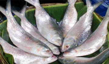 ইলিশের মূল্য নির্ধারণে মন্ত্রণালয়ে ডিসির চিঠি, যা বলছেন সংশ্লিষ্টরা