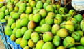রংপুরে আনুষ্ঠানিকভাবে হাঁড়িভাঙা আম বাজারজাতকরণ শুরু