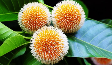 কদম ফুল যেন বর্ষার দূত কদম ফুল যেন বর্ষার দূত