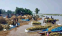 চলনবিলে আগাম বন্যা, বিপাকে নাটোরের কৃষক 