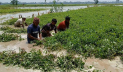 কুড়িগ্রামে বন্যায় ফসল হারিয়েছেন নদীপাড়ের কৃষকরা