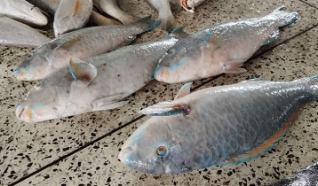 জেলের জালে বিরল প্রজাতির ৪ টিয়া মাছ