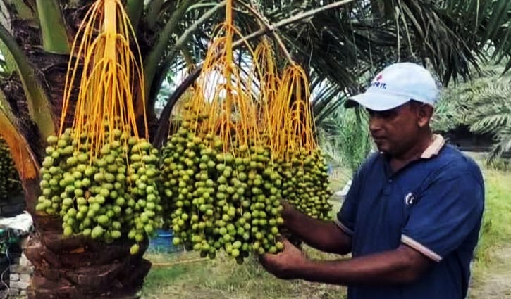 মরুর খেজুর চাষে সফলতা, বছরে আয় ৩০ লাখ মরুর খেজুর চাষে সফলতা, বছরে আয় ৩০ লাখ